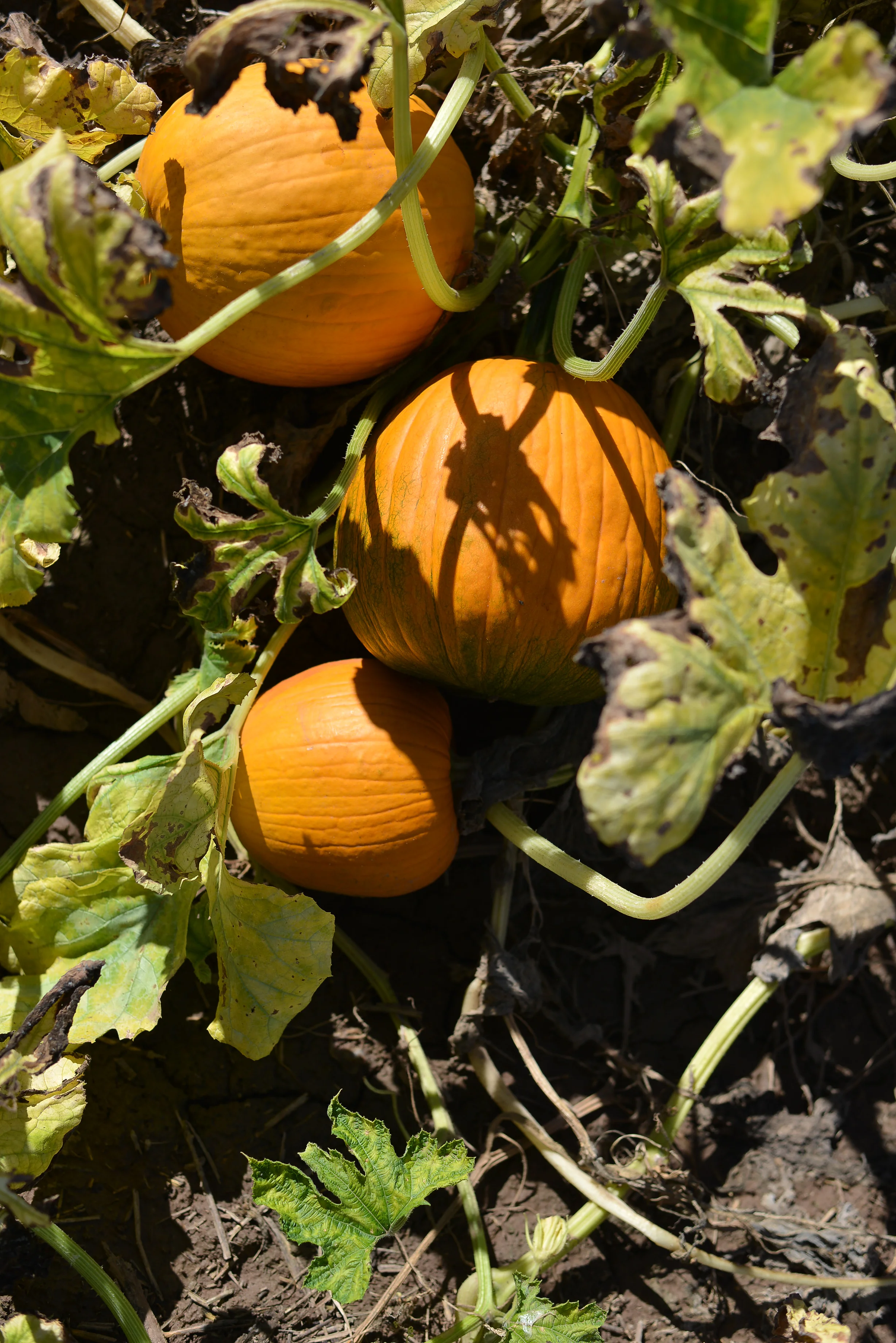 Pumpkins in Marana, AZ