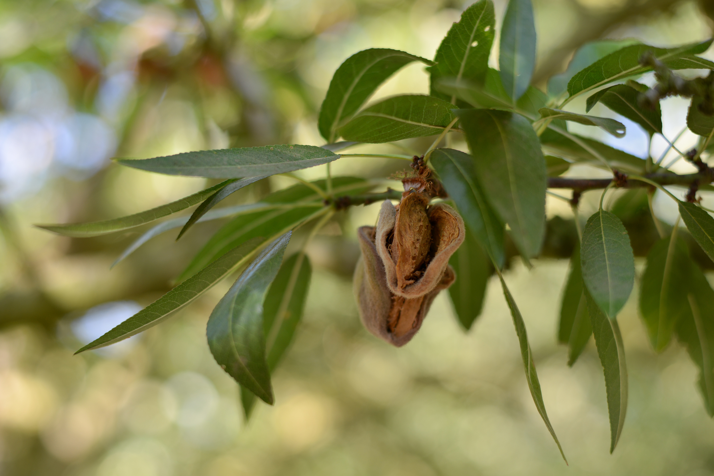 Almond Orchard Experience 