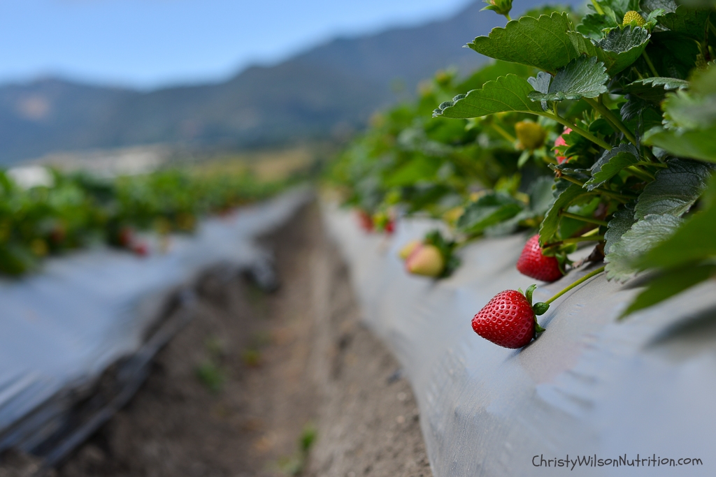 Strawberries on the vine in Salinas, CA.