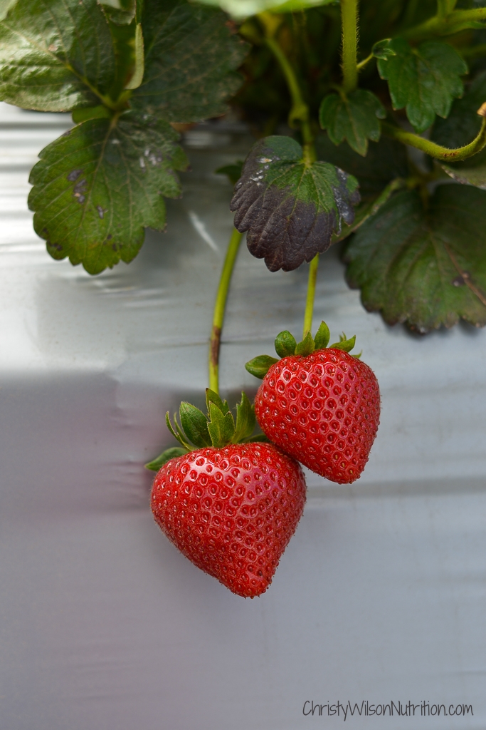  Perfectly ripe California Strawberries in the field.&nbsp;   