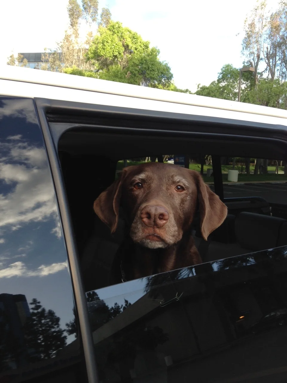 Josey in her rightful place; back of my truck. Or should I say, "her truck."