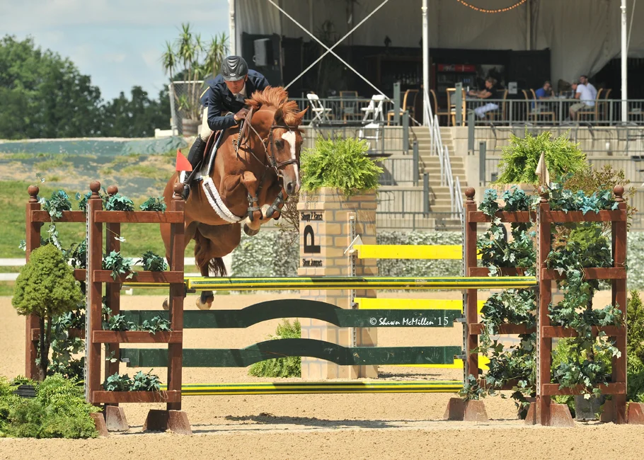 Charmé (Carthino Z x Vuriosa R (Furioso II))
