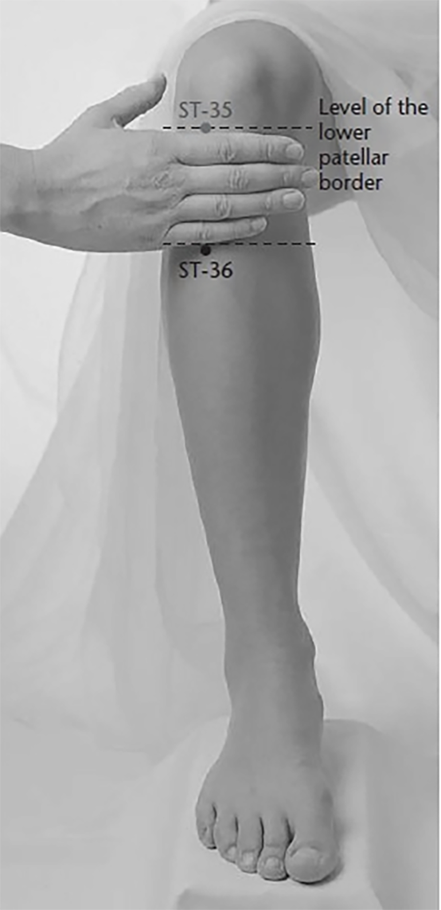LegLarge.png