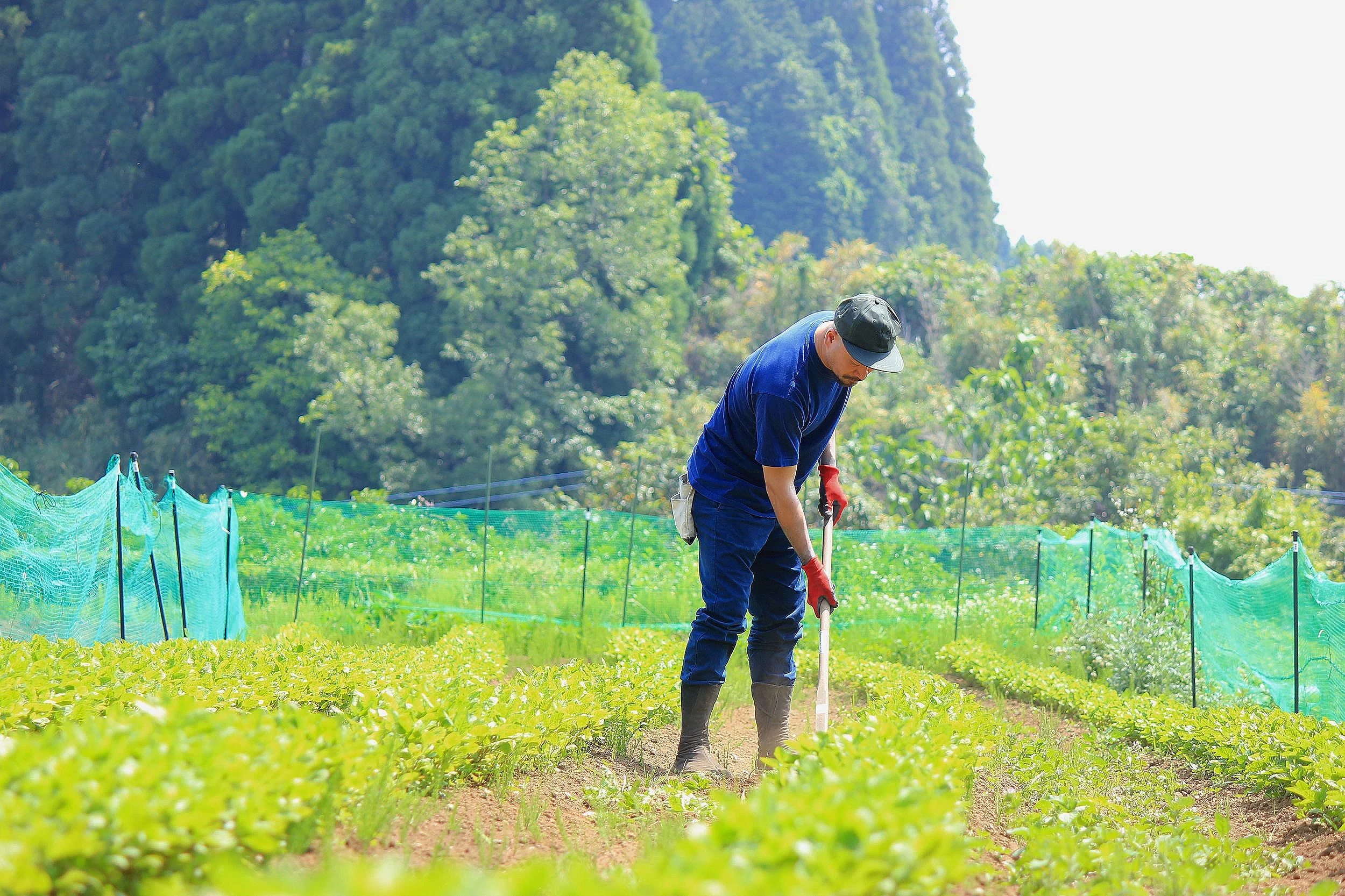 Black Bear Brand in Japan, Organic Indigo Farm