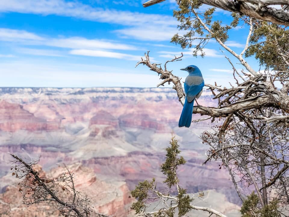GrandCanyon4.jpg