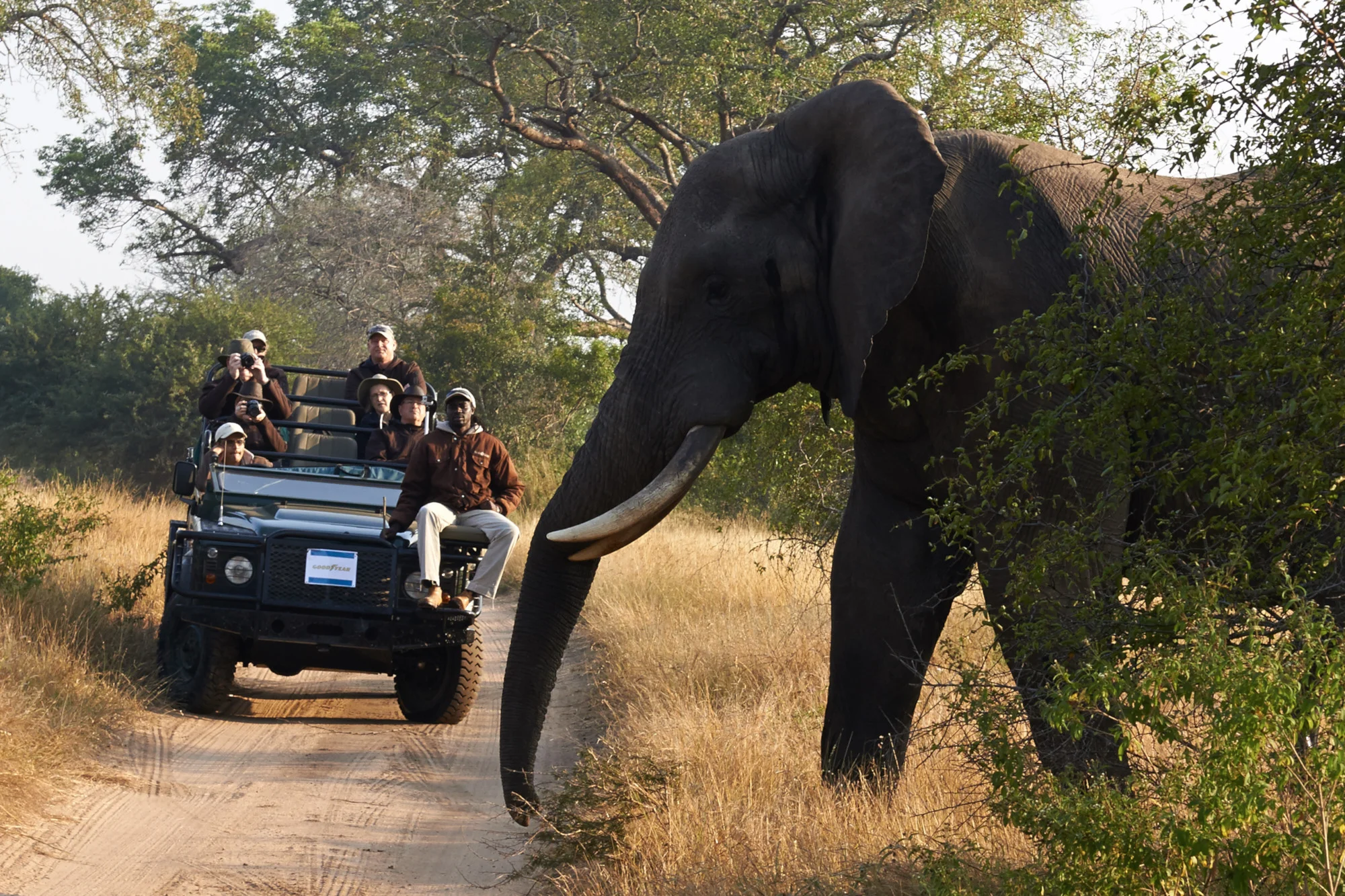 SabiSabi_20140503_GoodYear_BW_043.jpg