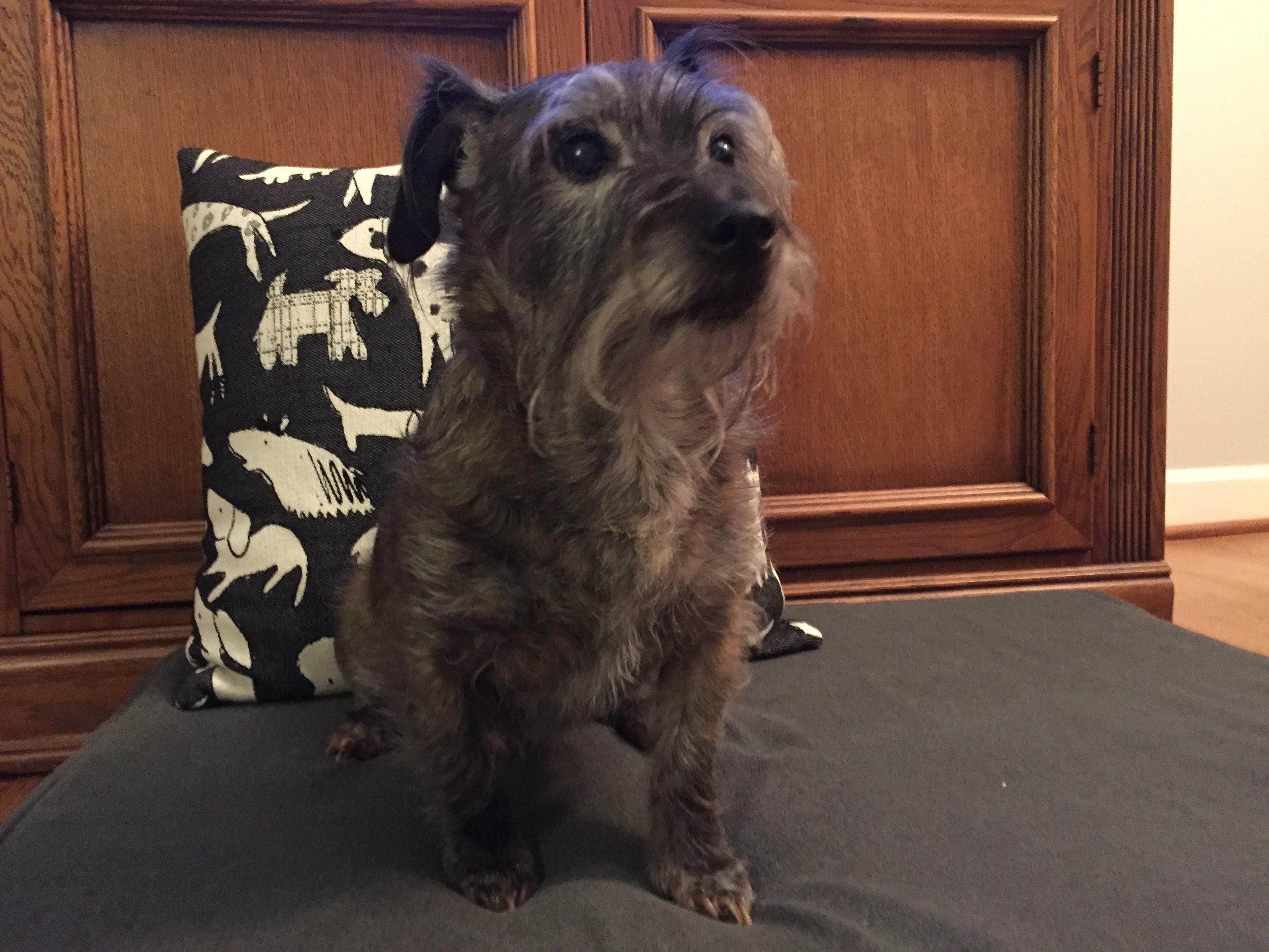 Biscuit with his Revolution bed and pillow. Revolution has another dog pattern, Woof, available here .