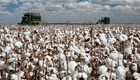 The defoliant and other chemicals cause the leaves to dry and fall off the plant.