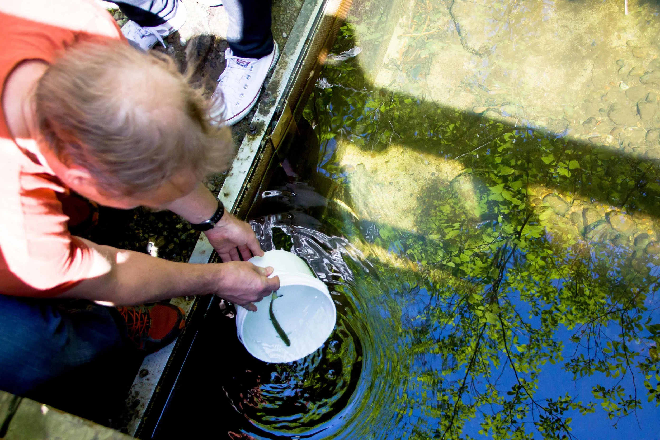A coho smolt is released into Hoy Creek