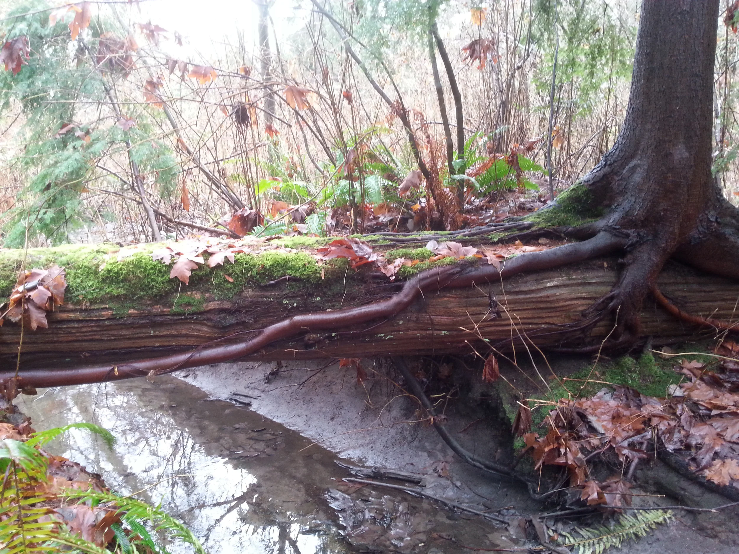 HOY_tree-bridge.jpg