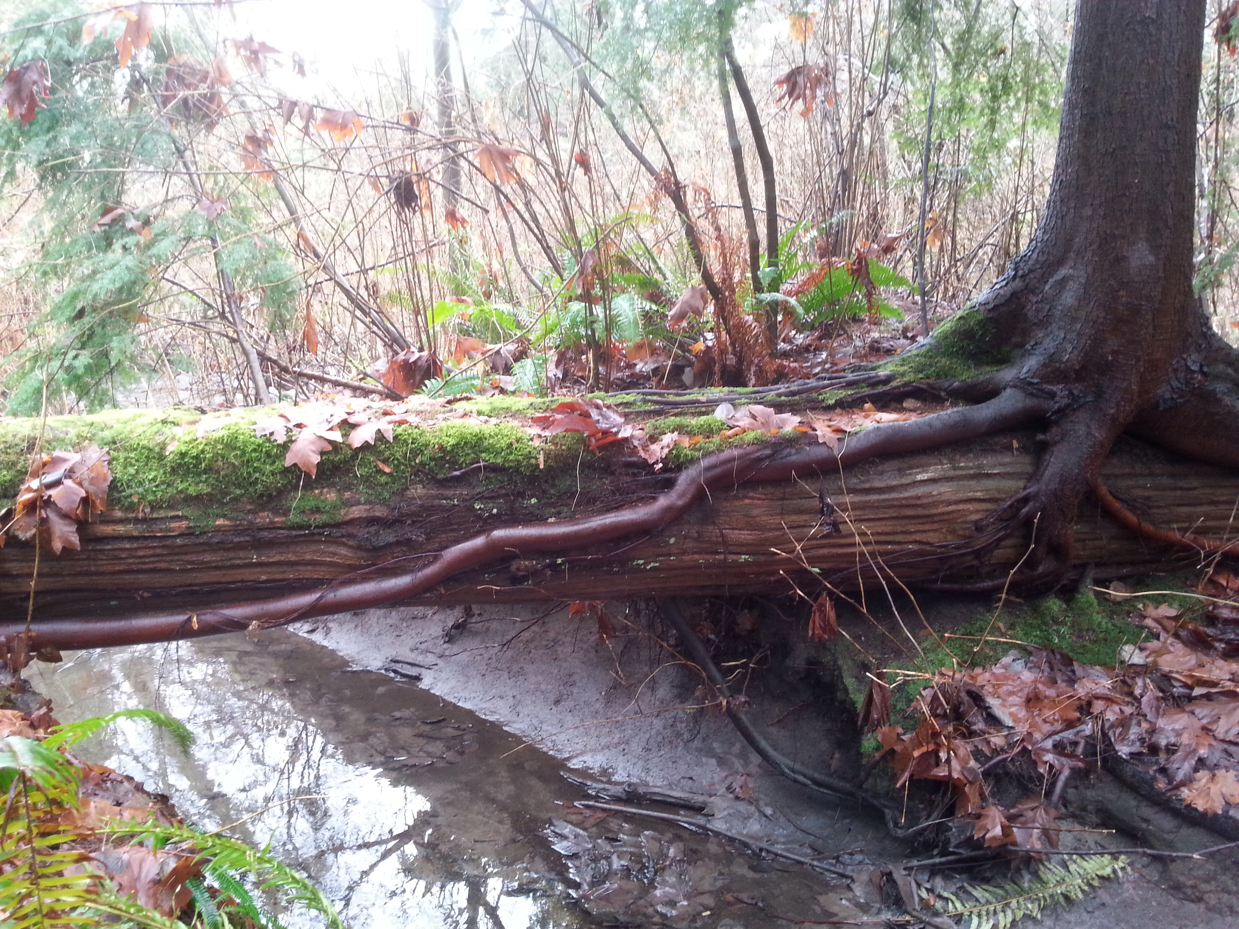HOY_tree-bridge.jpg