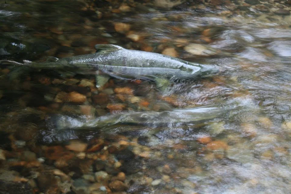 Orientation and Open House for New Volunteers 