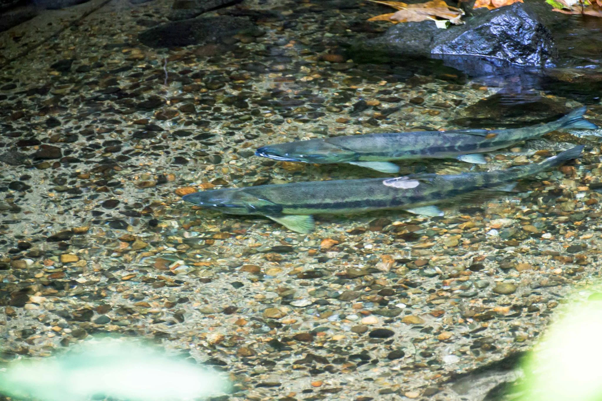 Chum salmon in Hoy Creek, Coquitlam in mid-November 2015 (Photo: Ed Paulino)