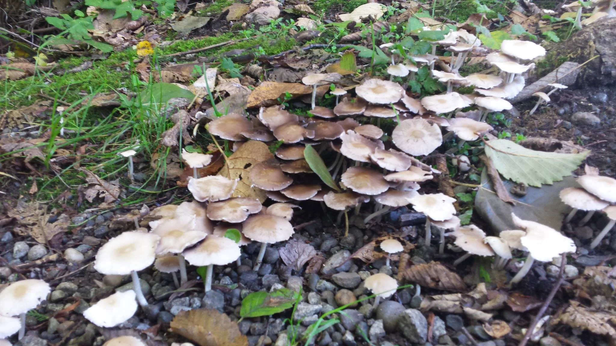 Mushroom growing along the forest floor