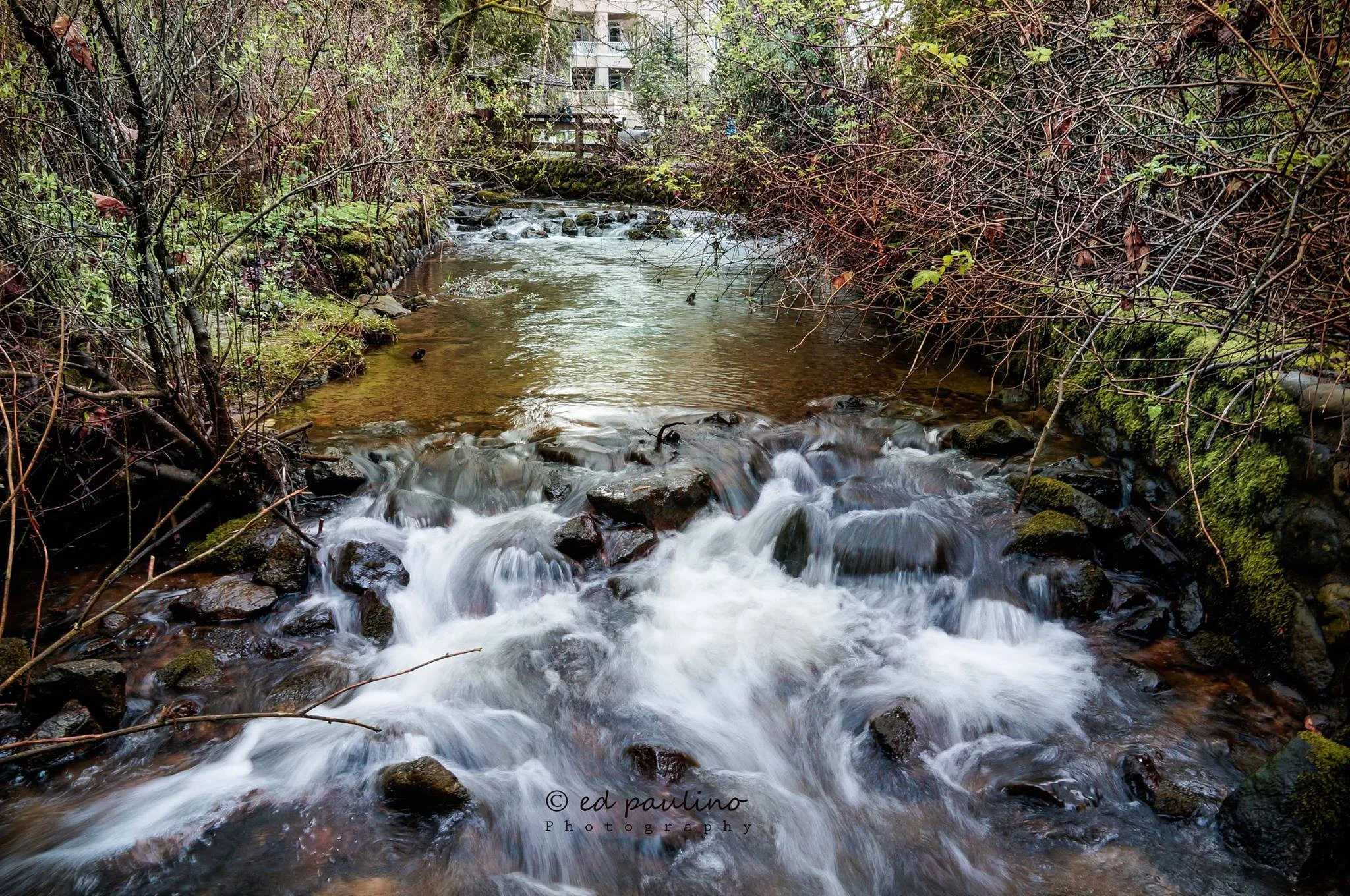 Hoy Creek, Coquitlam , close to the hatchery... (Photo: Ed Paulino)