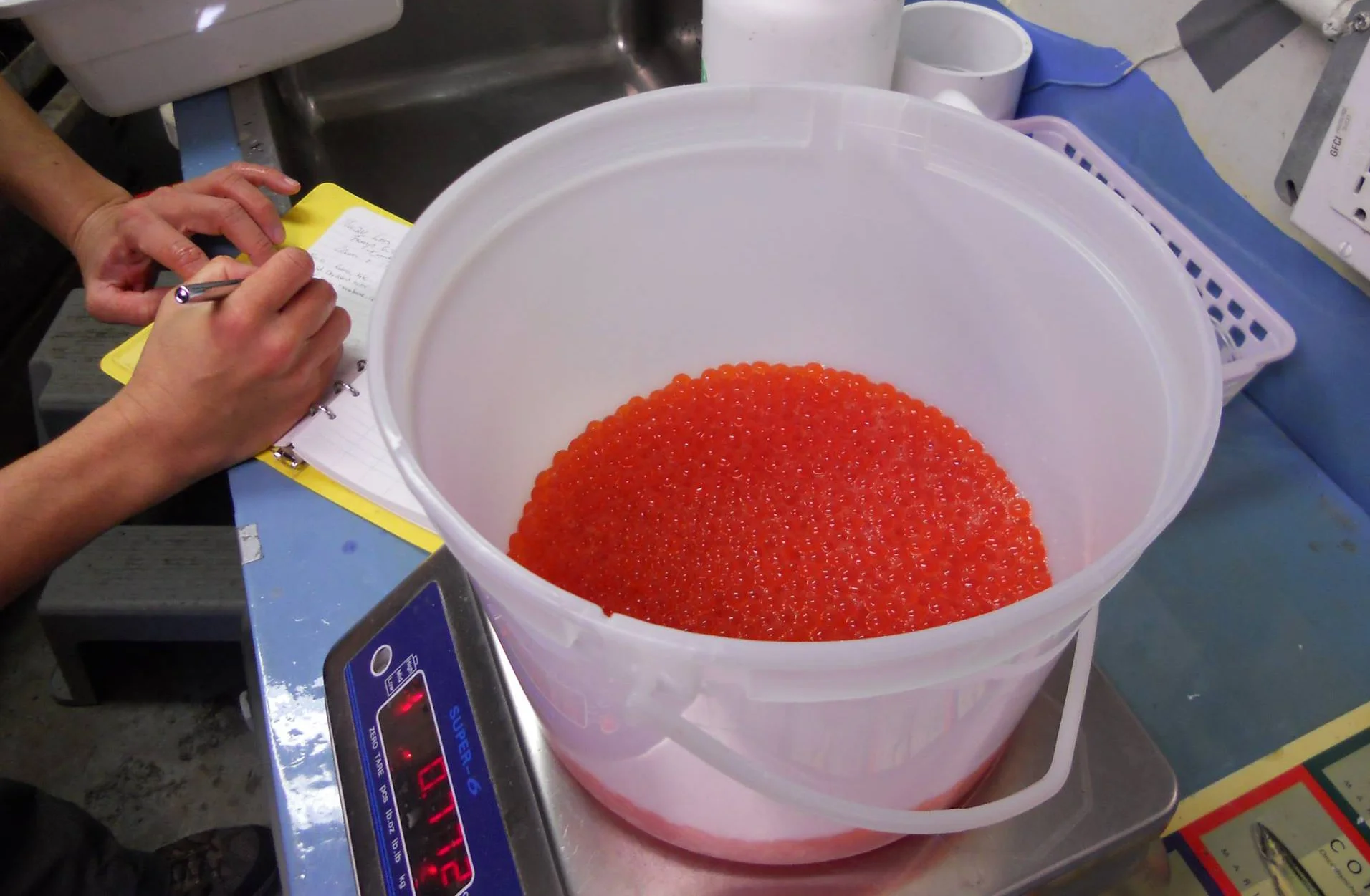Coho egg take on November 21st. Seasonal egg take number 3. The fish was big! We harvested about 4,000 eggs.
