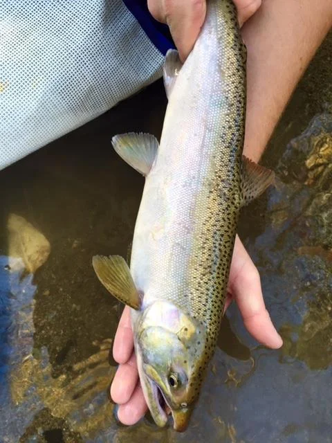 A HSWS volunteer found a hatchery-marked (fin-clipped) coho jack on November 15th in our trap area in Hoy Creek. He was released.