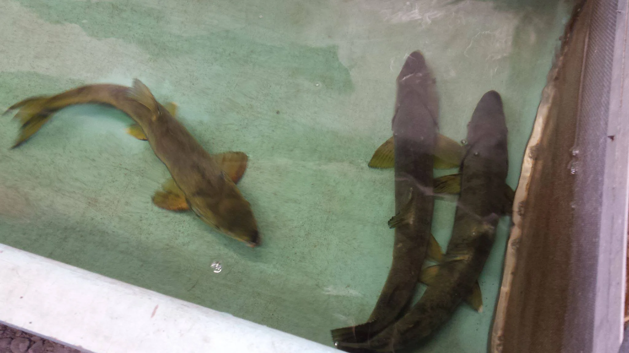 Coho salmon held in the Cap trough prior to egg and sperm take for the assisted spawning process.