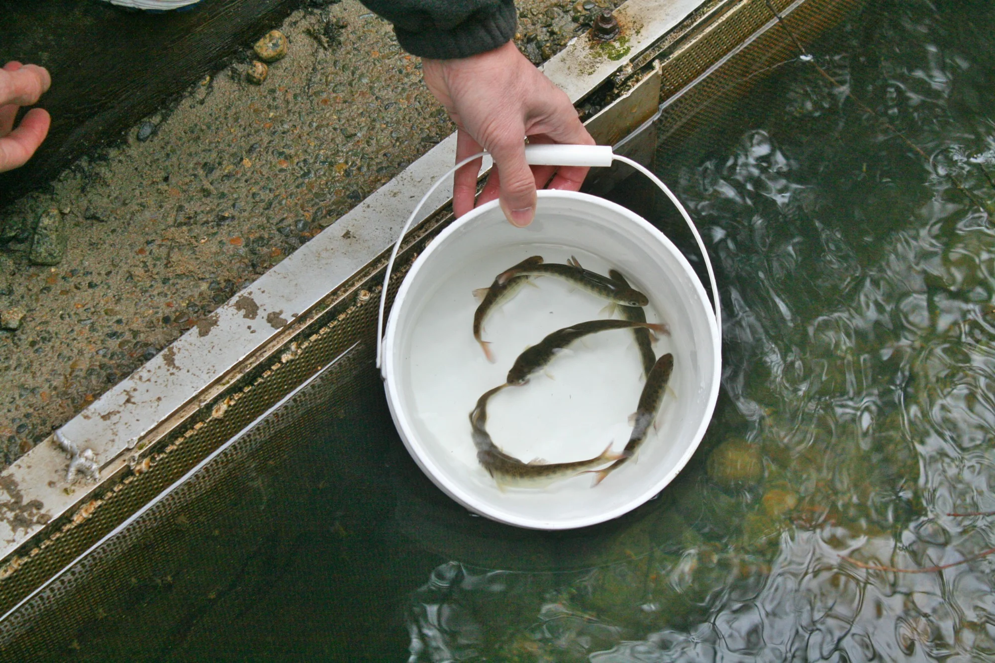 Join the Hoy-Scott Watershed Society on Sunday, May 1stfrom 11am to 2pm at Hoy Creek Hatchery in Coquiatlam as thousands of coho smolts will be released into Hoy Creek to make their way down to the Pacific Ocean. (HSWS Photo)