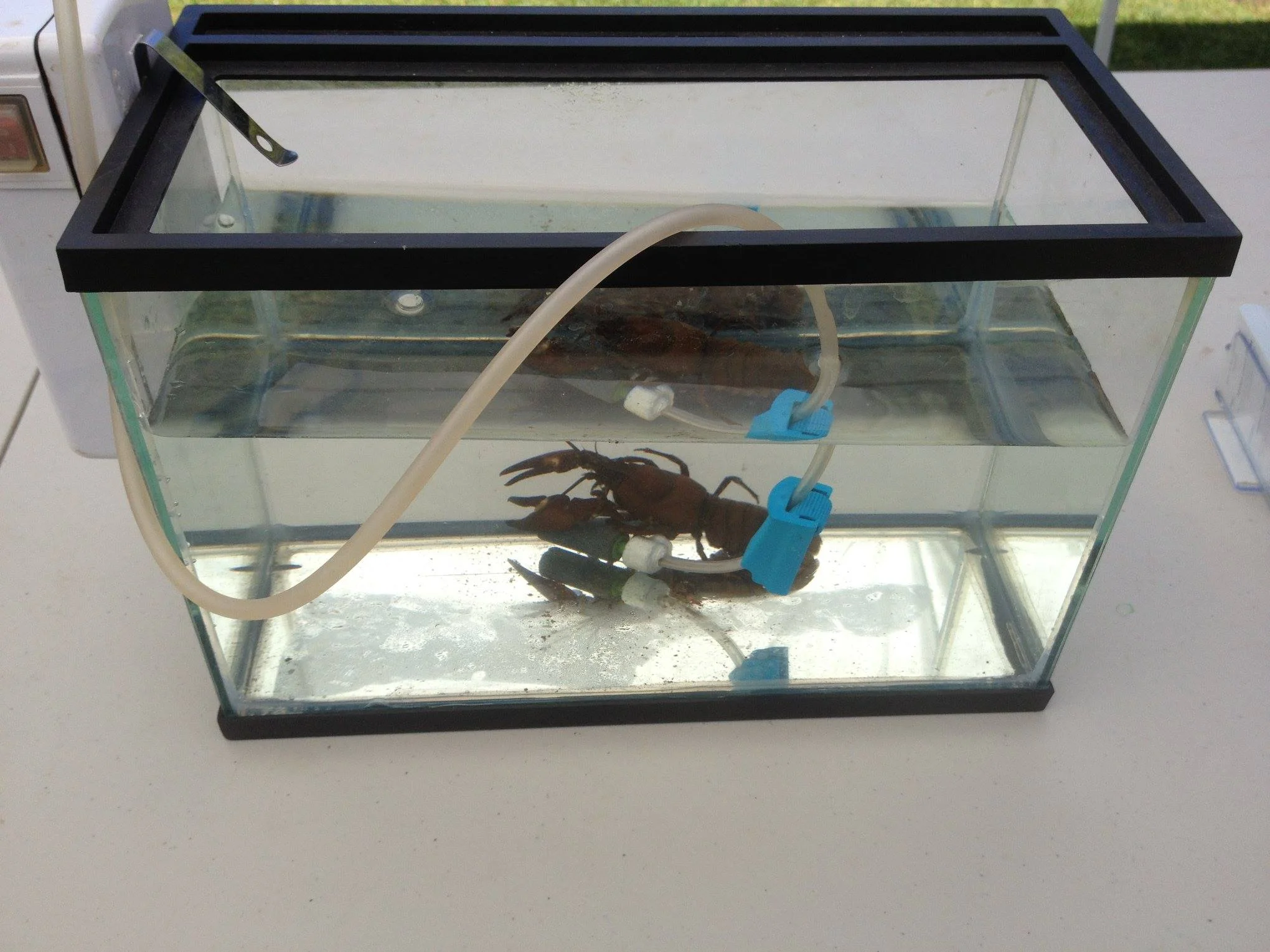 A crayfish from Hoy Creek