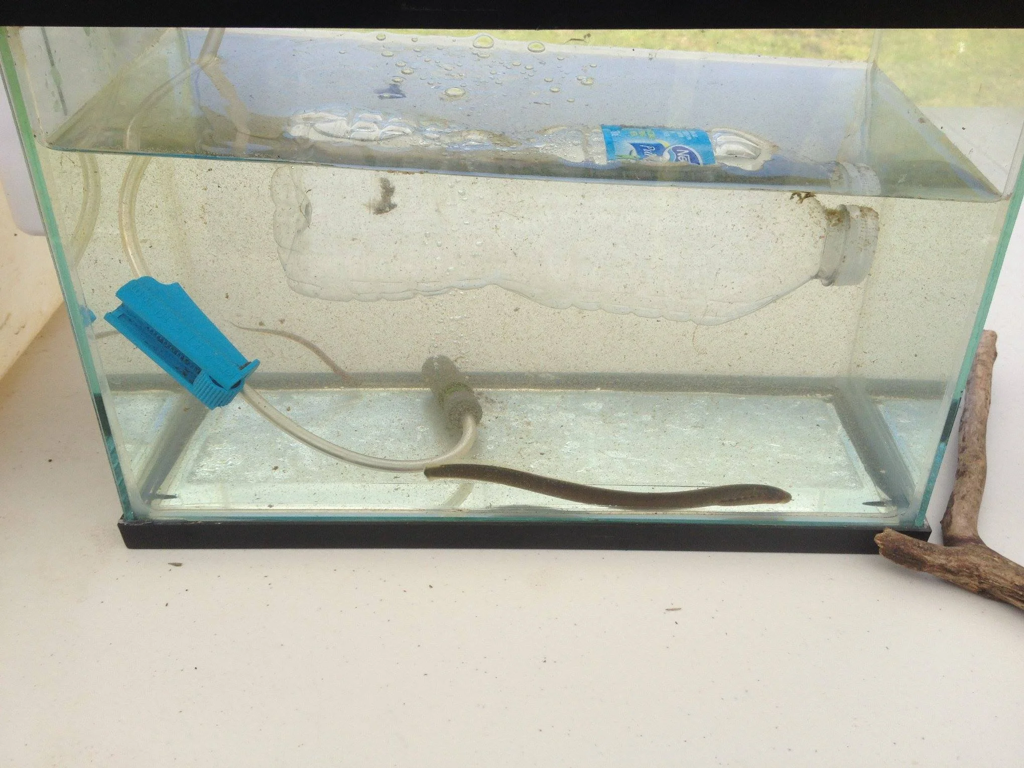 A lamprey from Hoy Creek