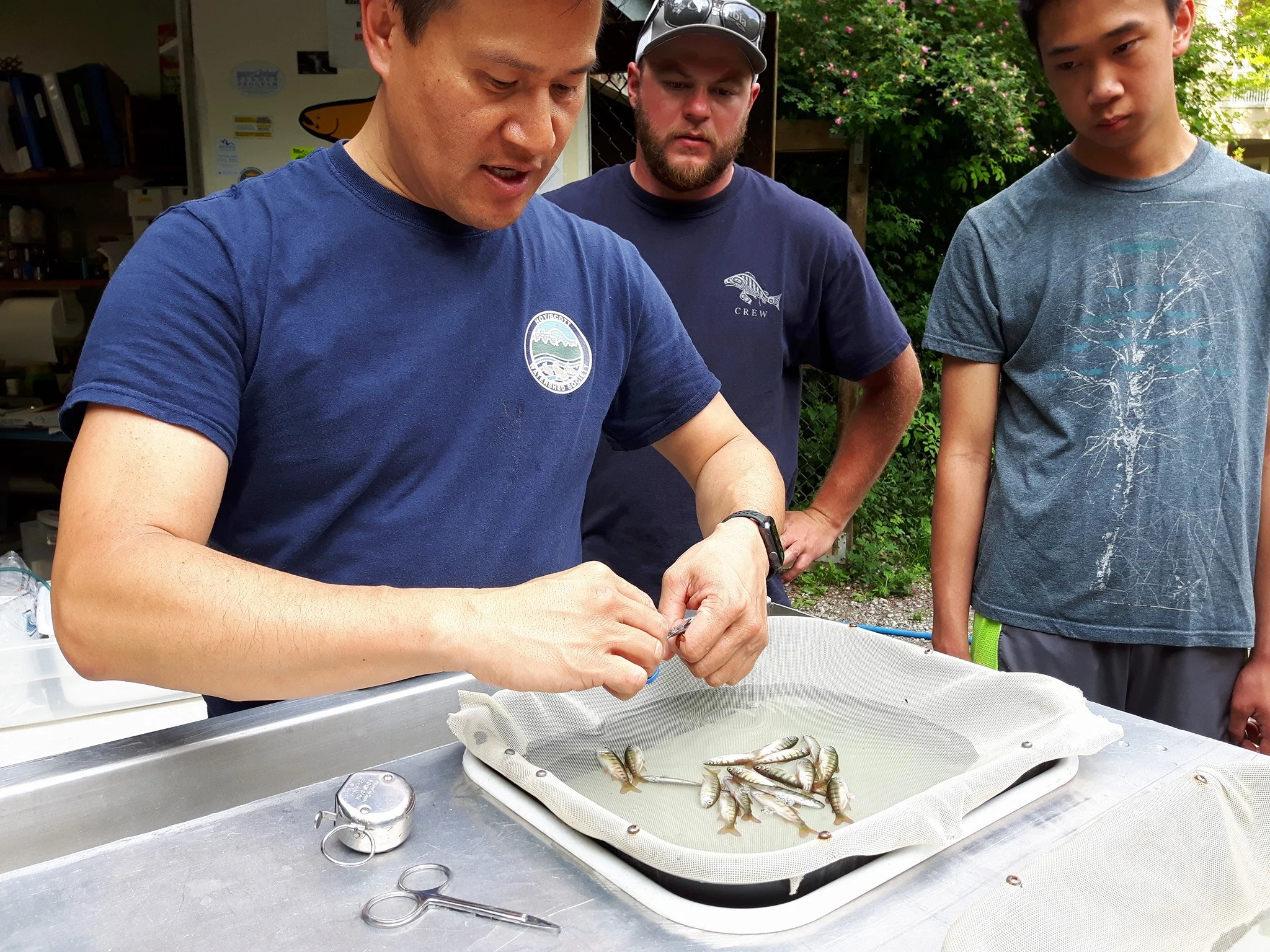 Hatchery manager Rodney Lee demos the adipose fin-clipping procedure as Tyler Thibault of the DFO looks on (center). 