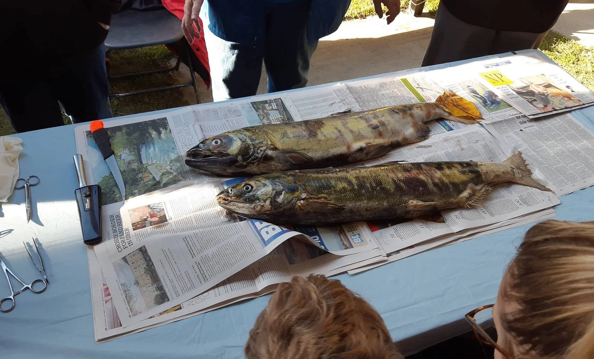 Maple Creek Watershed Streamkeepers will be attending again performing a salmon dissection.