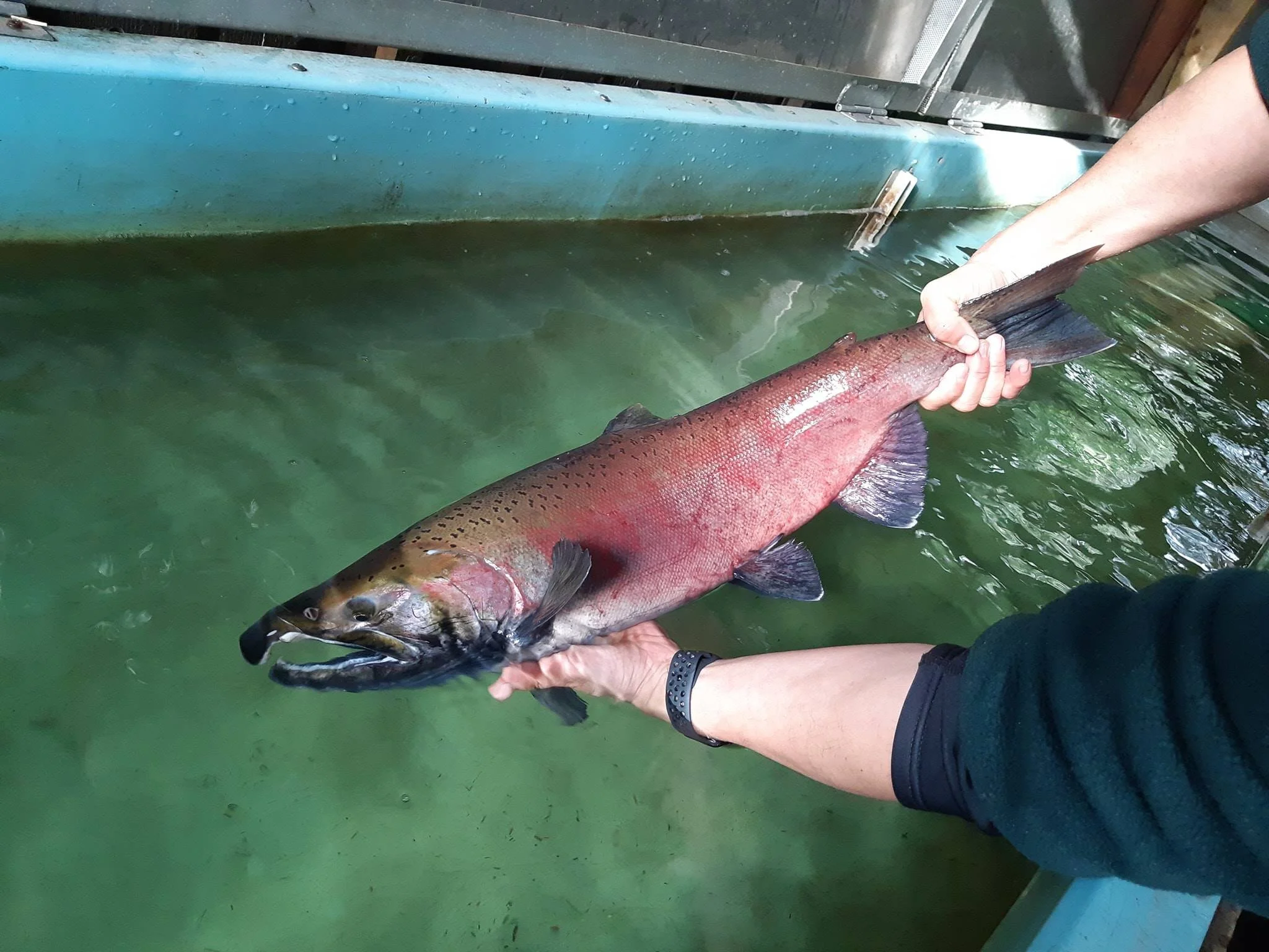 Broodstock collection: A coho salmon caught in 2018 for the Hoy-Scott Watershed Society’s salmon enhancement program. (HSWS photo)
