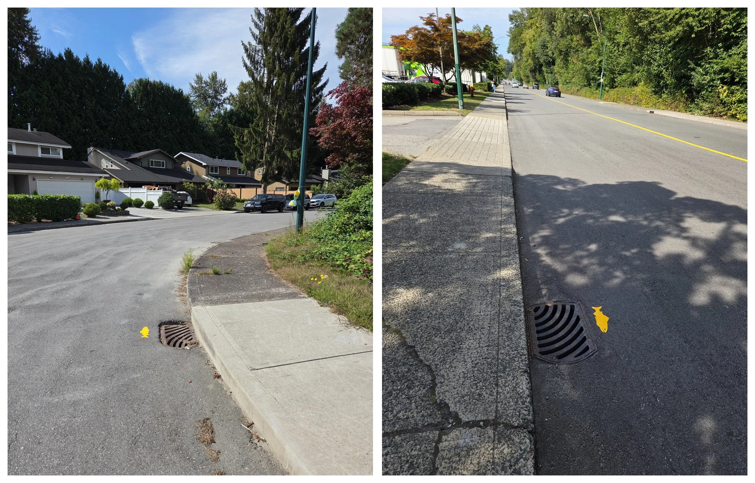Two streets with storm drain fish decals