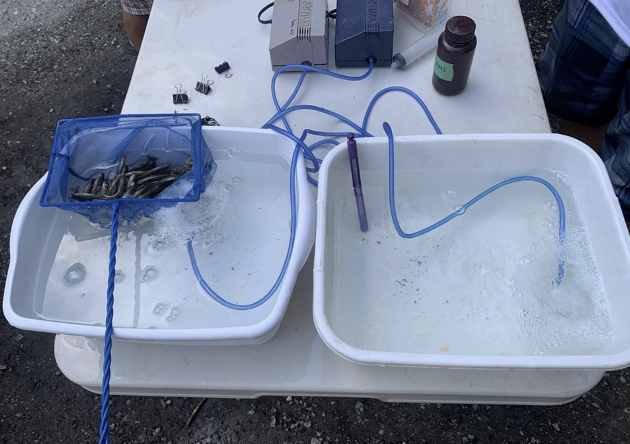 Over 12,000 Coho Fry Clipped at Hoy Creek Hatchery — Hoy-Scott ...