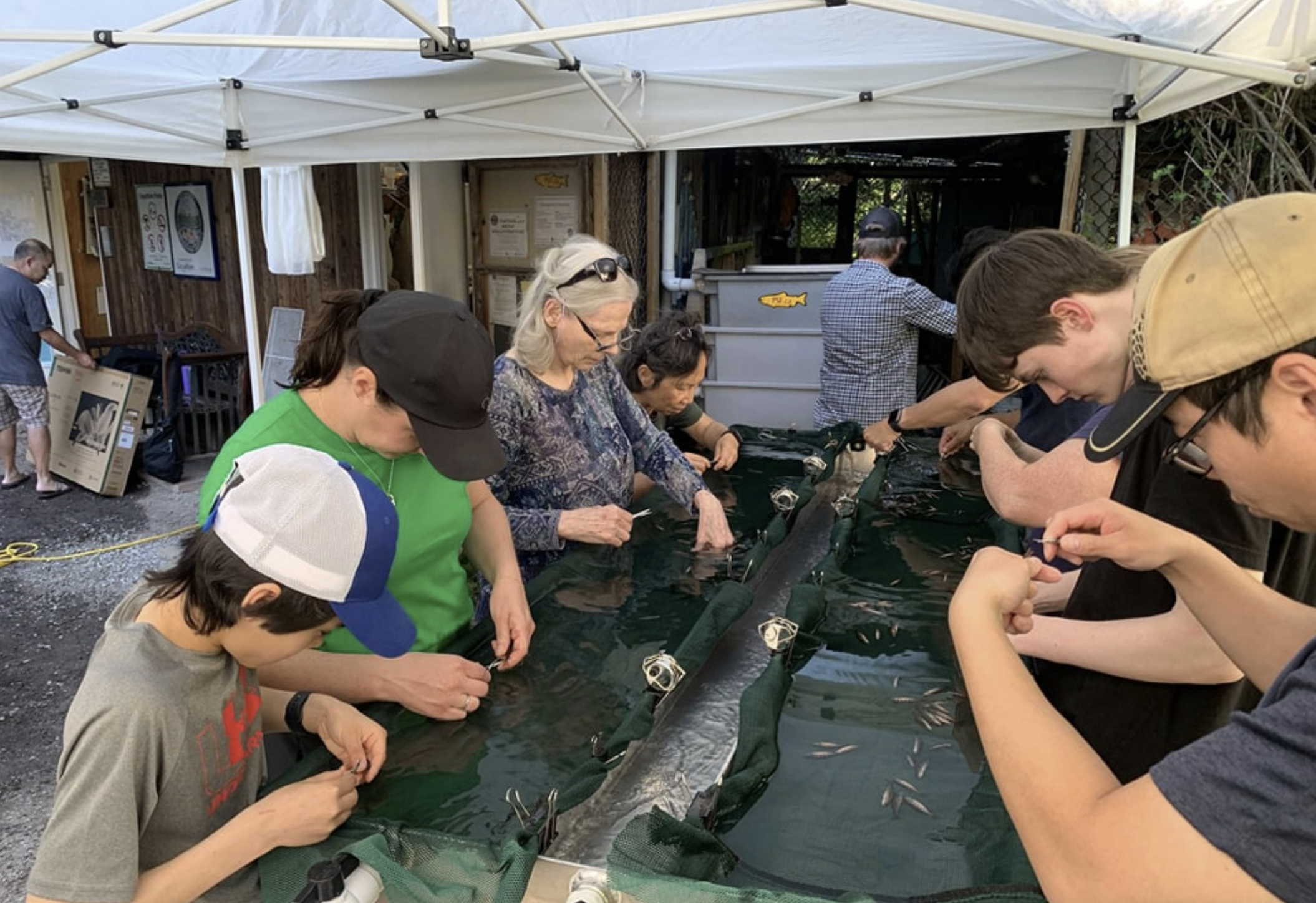 Over 12,000 Coho Fry Clipped at Hoy Creek Hatchery — Hoy-Scott ...