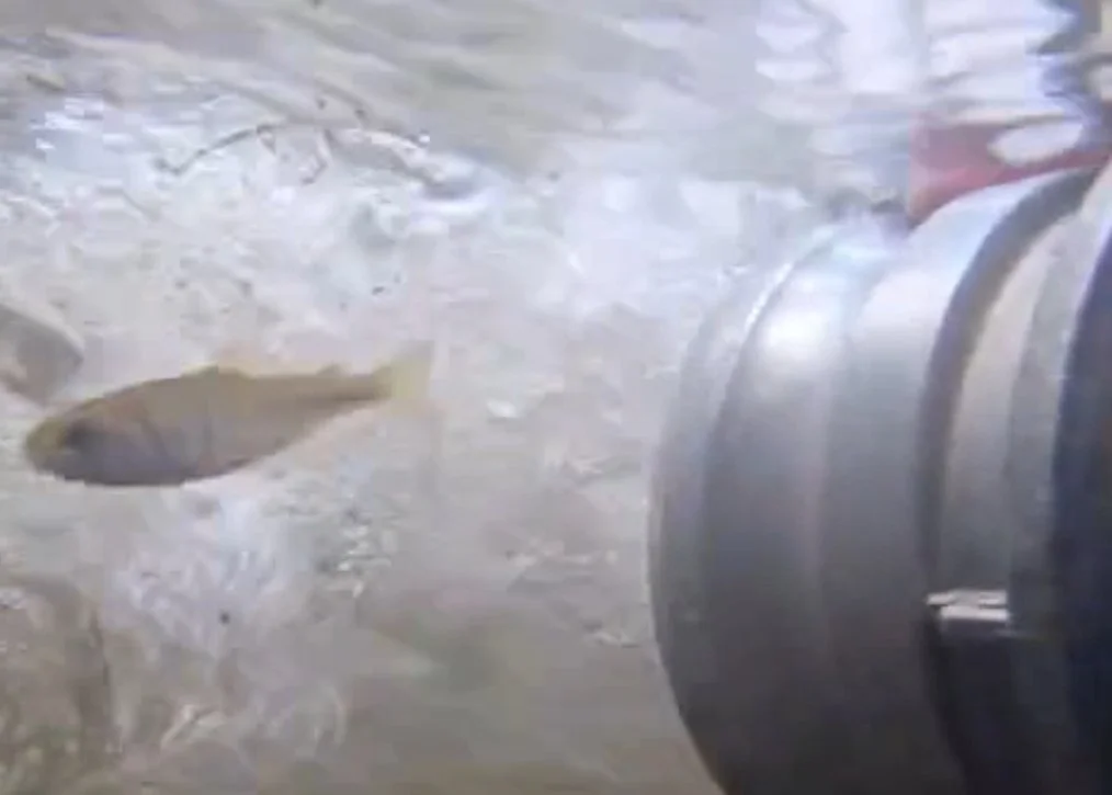 Coho salmon swimming in water during relocation to Hoy Creek habitat