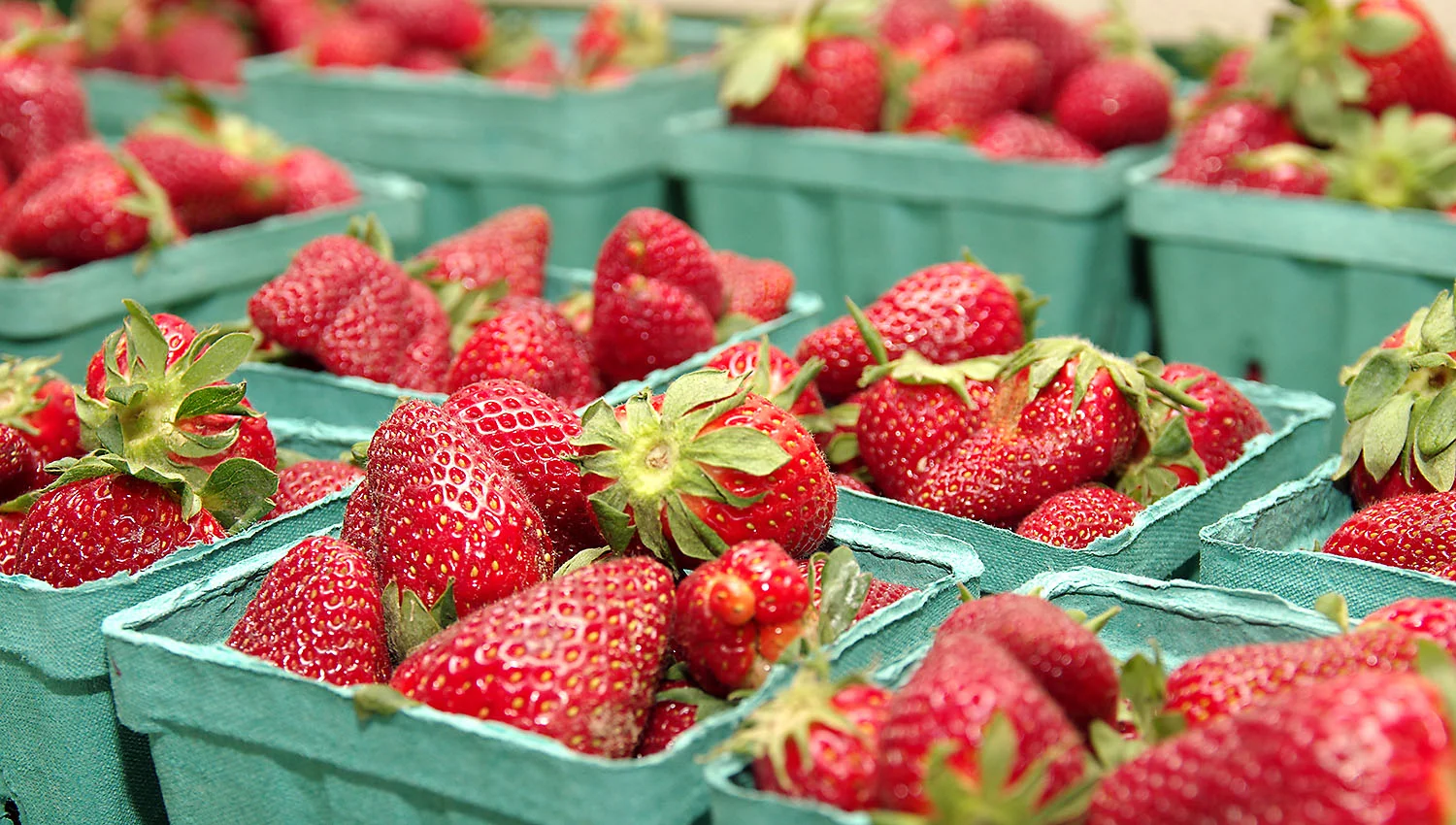 PHO_Fishers_Strawberries02.jpg