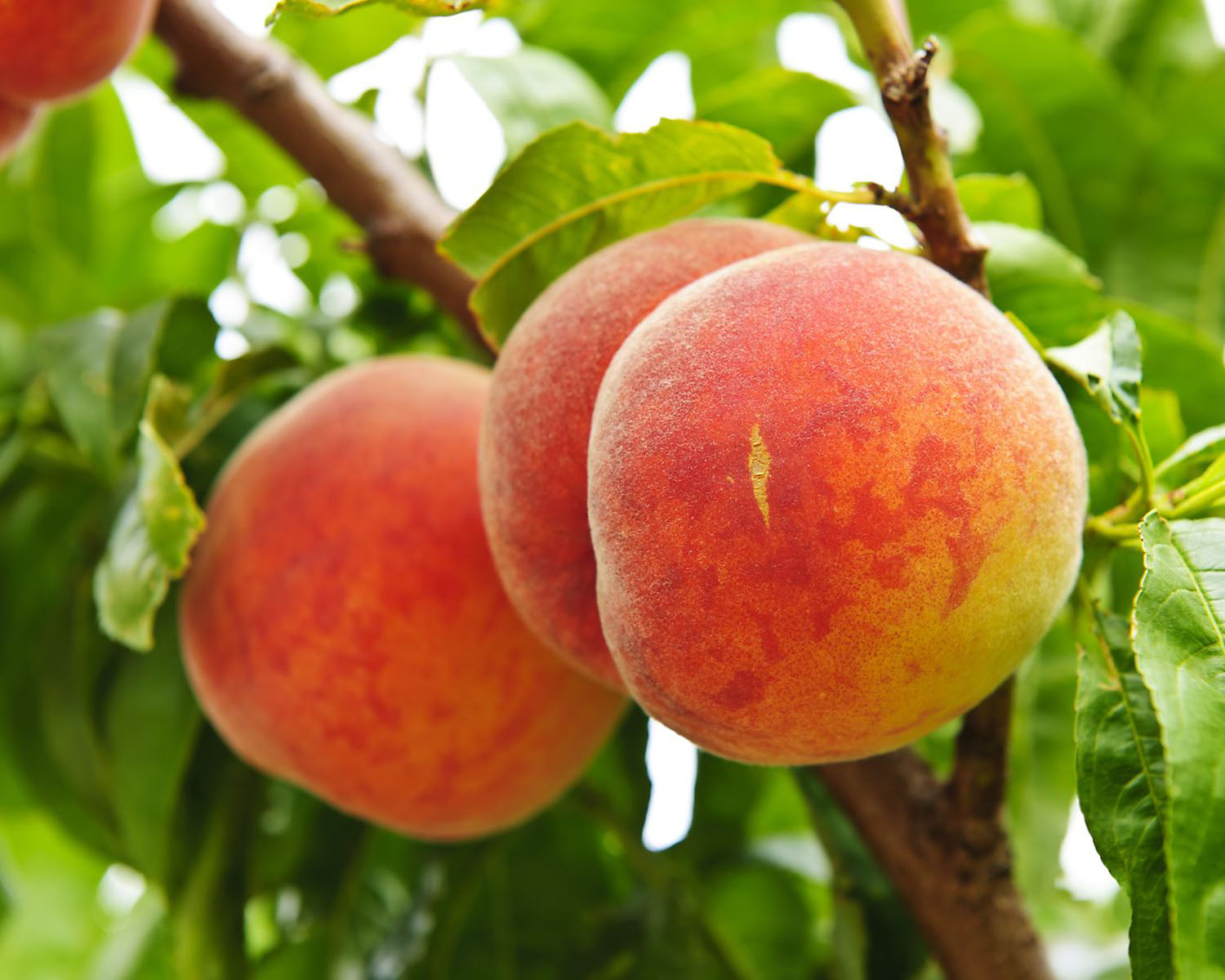 When Is Peach Season In The South?