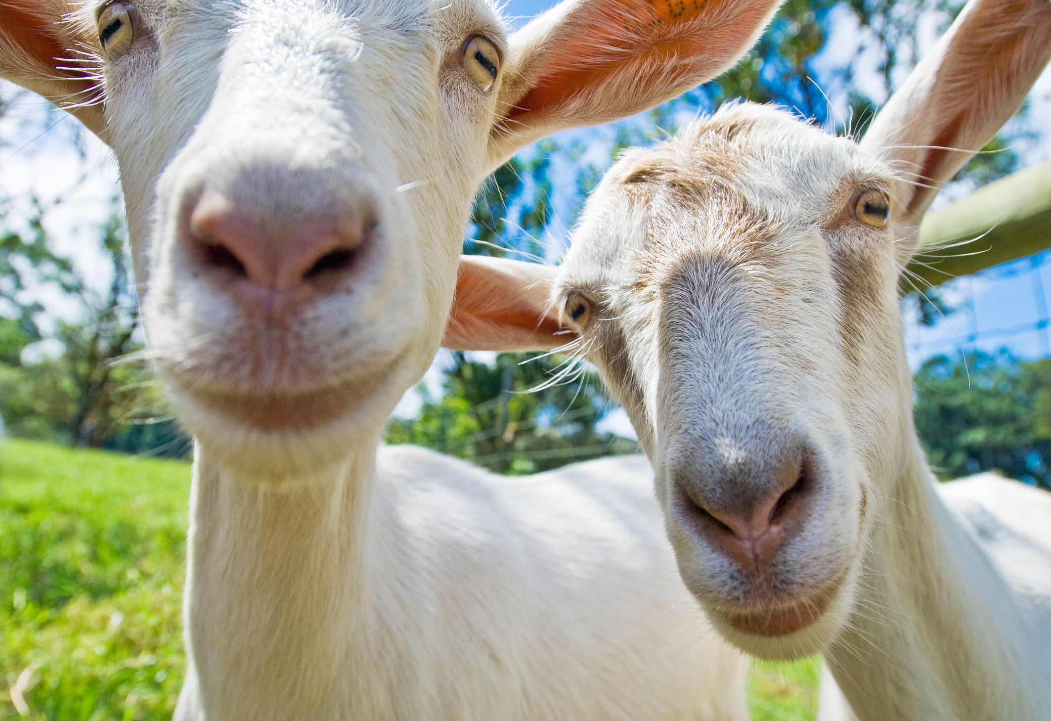 Goats V2.jpg