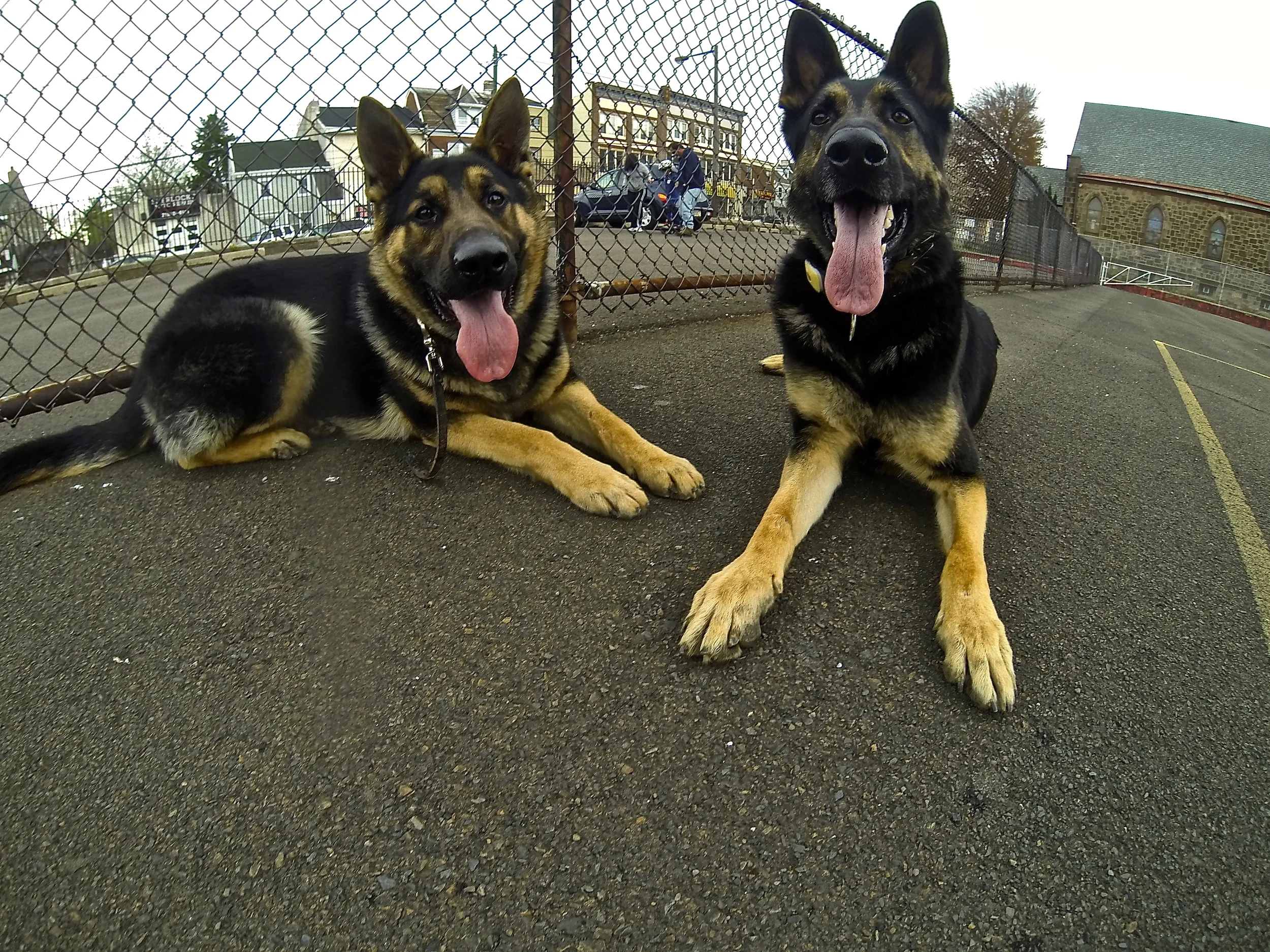 Rambo-Bandit