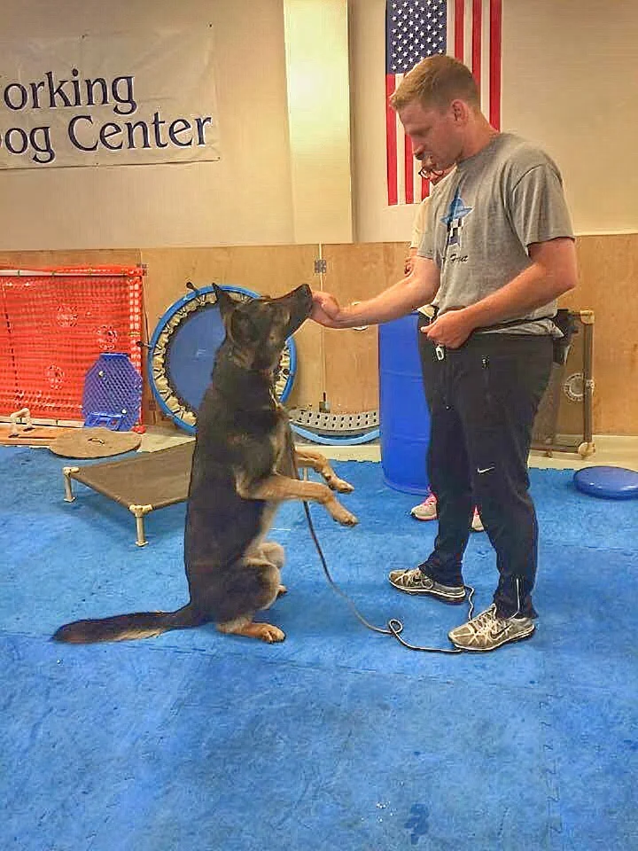 Bandit learning to do the Chipmunk. This strengthens the core of a dog.