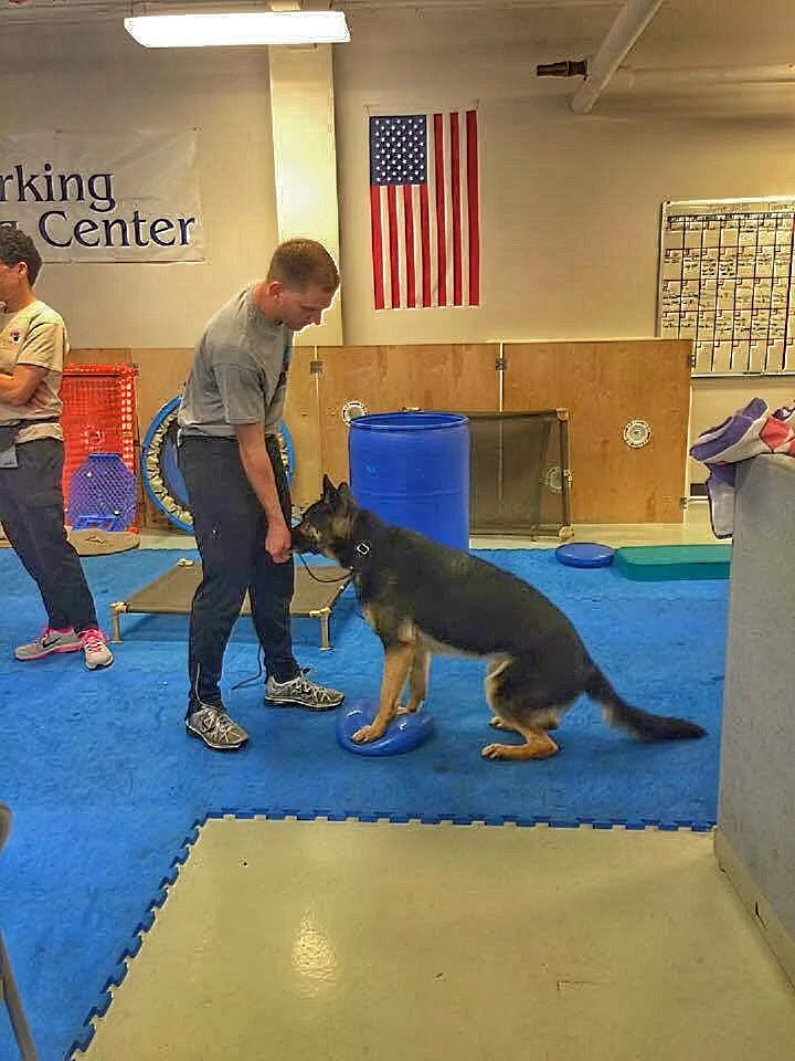 Working on Bandits stability and strengthening his front legs.