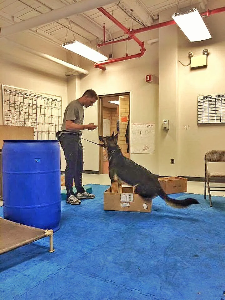 What looks stupid to us can be a good test and challenge for our dogs. I learned something as simple as a box makes a dog use his back back legs. Most dogs don't realize or have their back leg awareness. They can't just walk into the box, they have to consciously lift their back legs one at a time into the box.