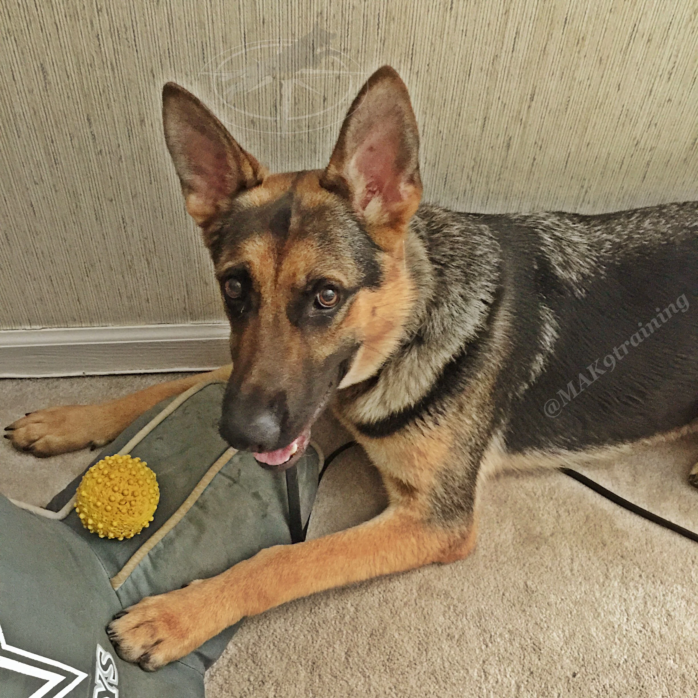 Ranger hanging out with his #eliteK9 ball