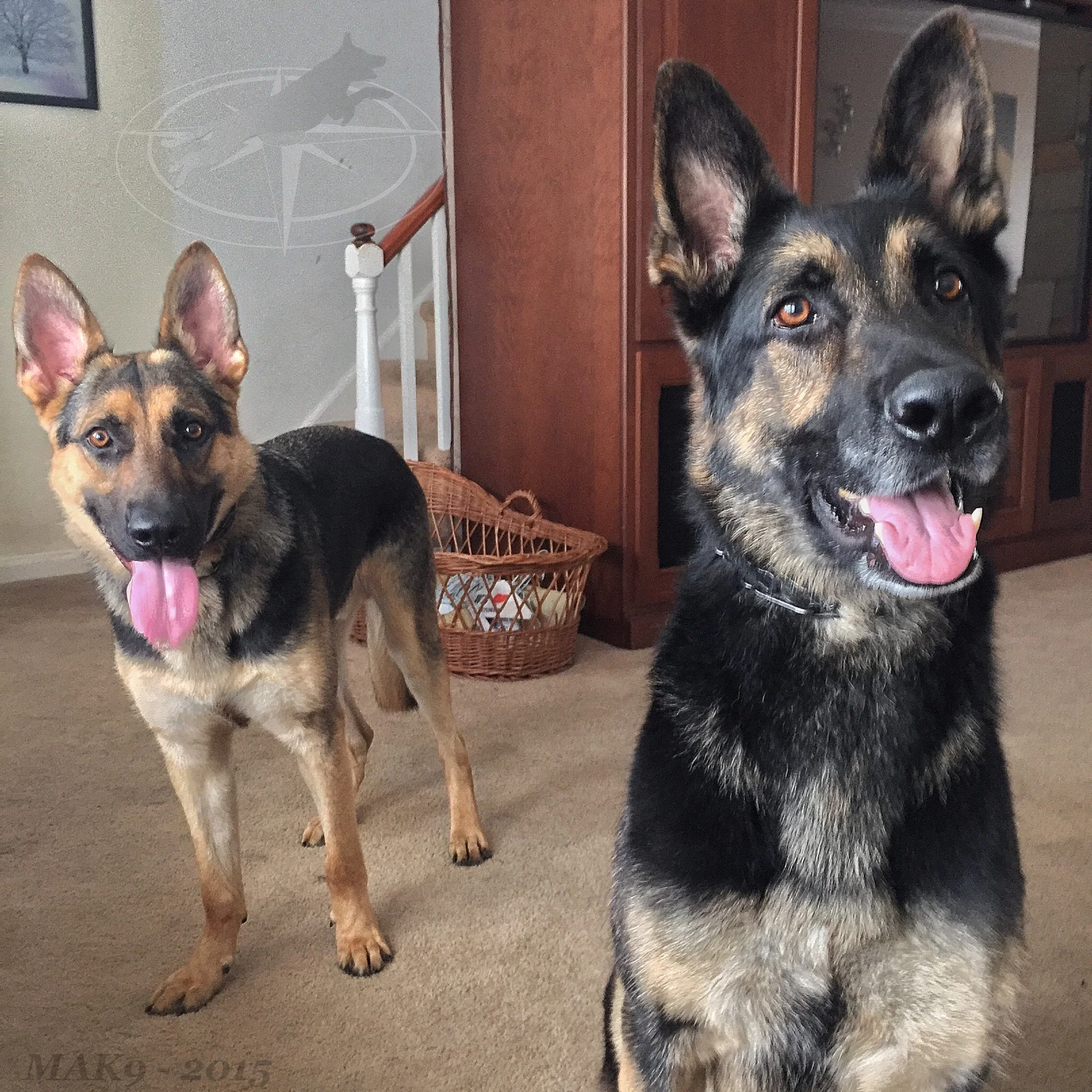 Bandit and Ranger hanging out.