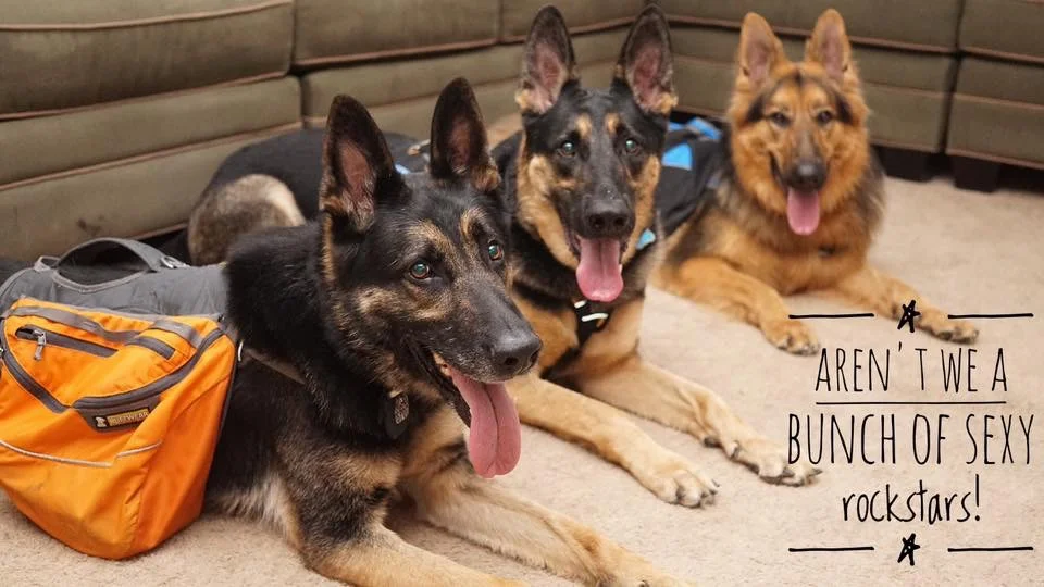 Best Dog Collars, Biothane Leash | Mid-Atlantic K9 Services