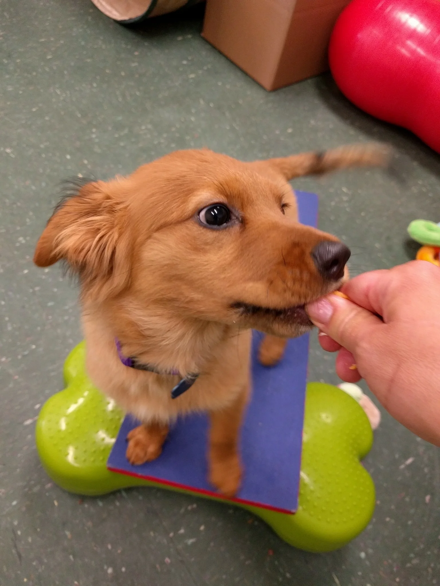 How to Rank Fido’s Reinforcers