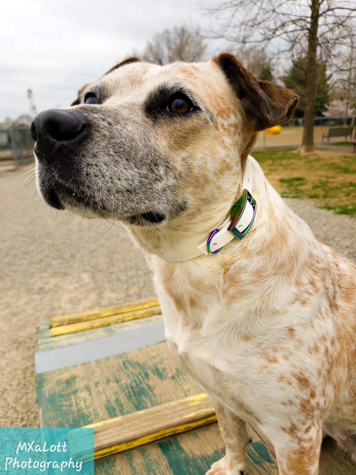 Keira_NeoCollar_VetsParkNJ_20190412