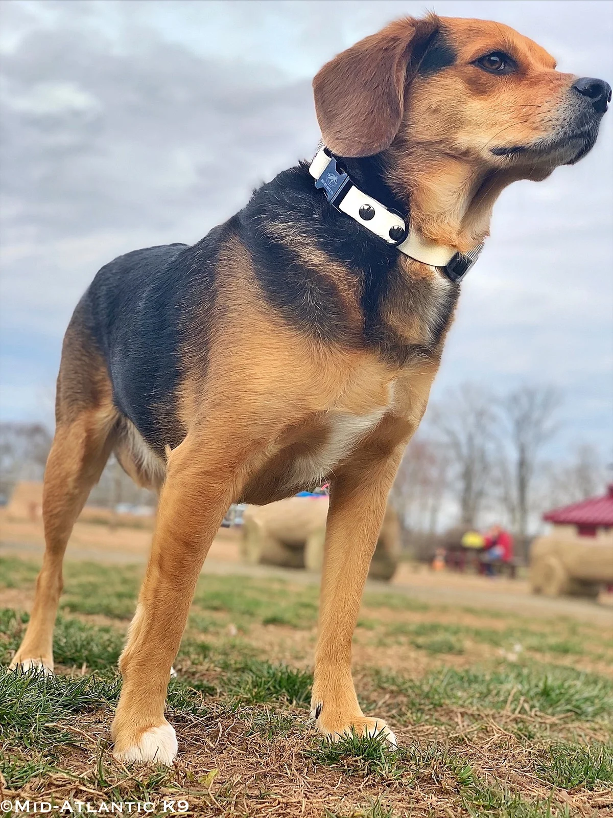Lola_WhiteCollar_RosedaleNJ_20190329