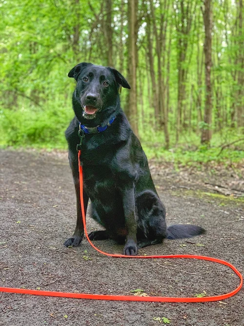15 foot leash discount