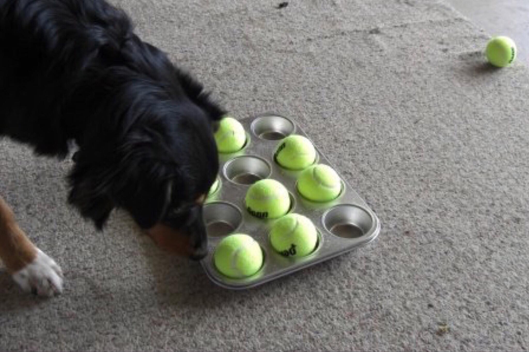 Muffin Tin with Tennis Ball covering the kibble