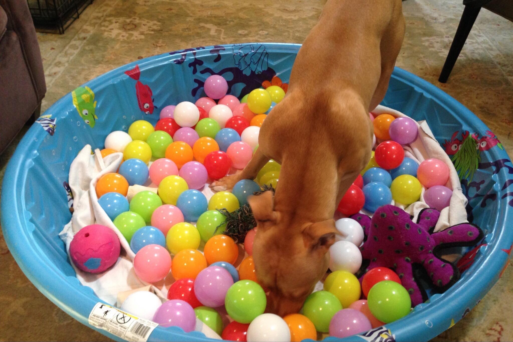 Baby Pool with Objects