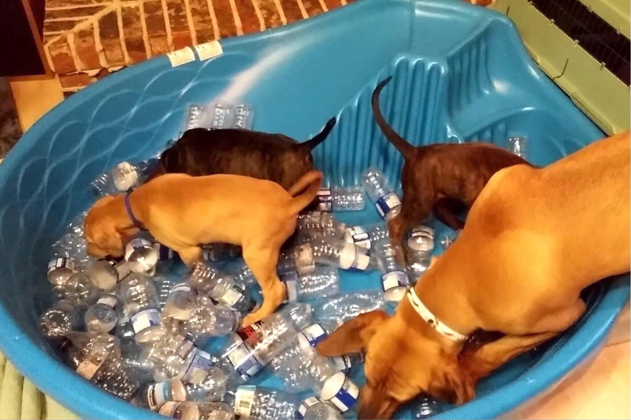 Baby Pool filled with Kibble and Bottles