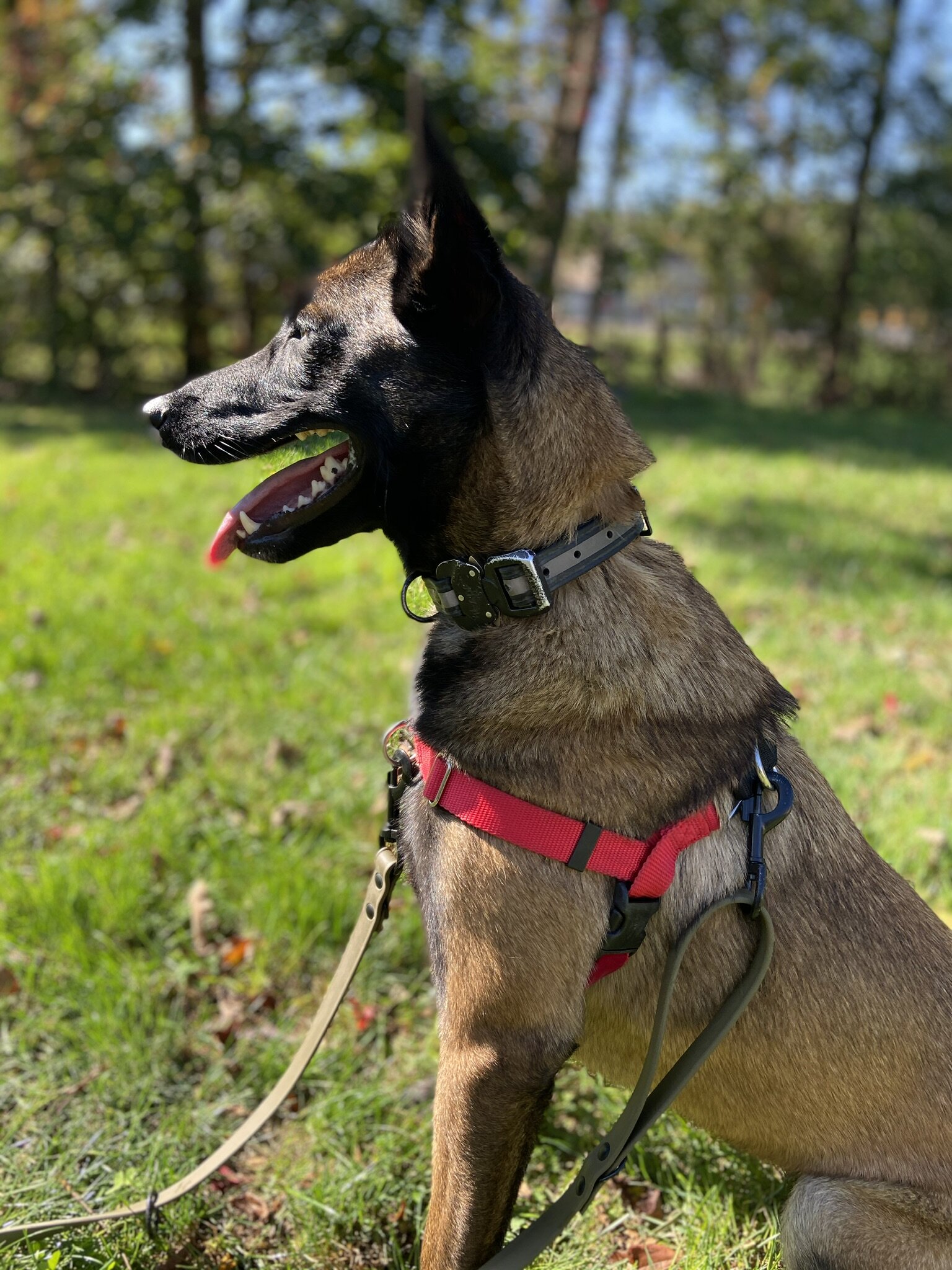 Front &amp; Back Harness Clip